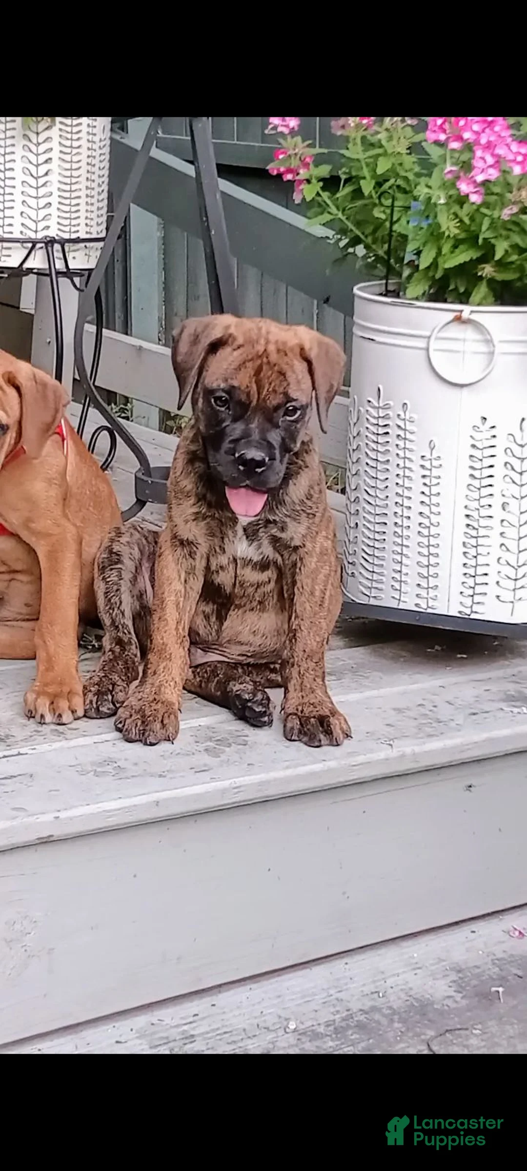 Bullmastiff dogs for sale: Buddy - Ad 2