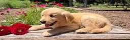 Golden Retriever dogs for sale: Benson - Ad 5
