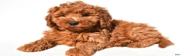 Mini Goldendoodle dogs for sale: Rosie - Ad 3