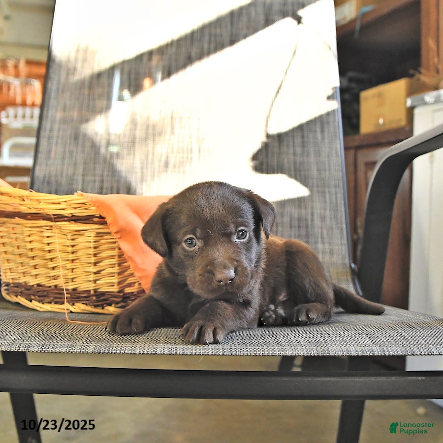 Labrador Retriever dogs Tanner - Ad 41