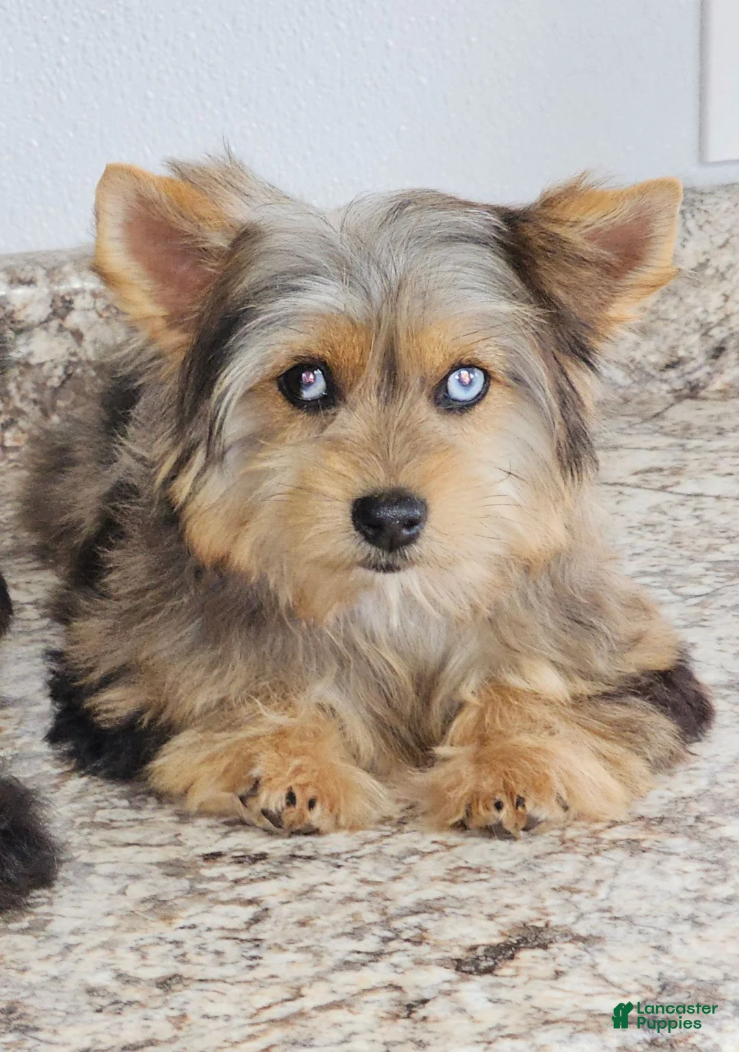 Yorkshire Terrier dogs for sale: Yorkshire Terrier 4 - Ad 7