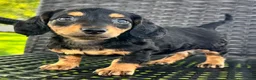 Dachshund dogs for sale: Dirk - Ad 5