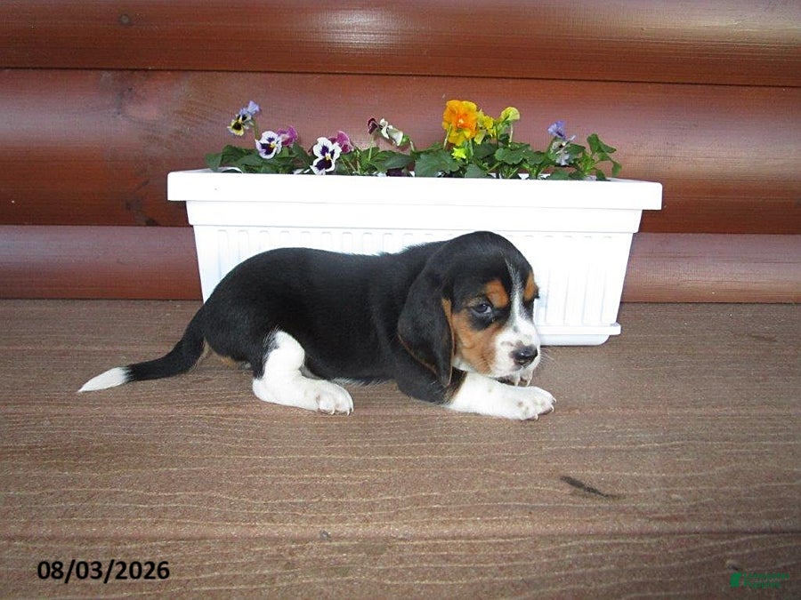 Beagle dogs Lou - Ad 2