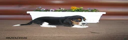 Beagle dogs for sale: Lou - Ad 1