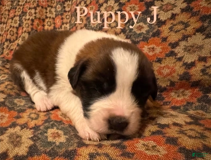 Saint Bernard dogs Saint Bernard Puppy 8 - Ad 5