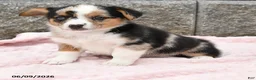 Mixed Breed dogs for sale: Nala - Ad 4