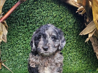 Mini Goldendoodle dogs - Ad 30