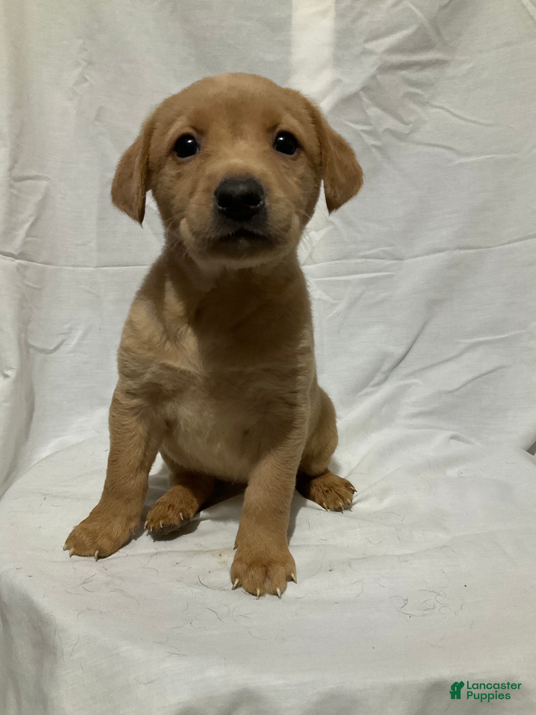 Labrador Retriever dogs for sale: Stella - Ad 4