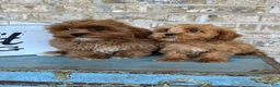 Cavapoo dogs for sale: Apple - Ad 5