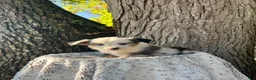 Miniature Australian Shepherd dogs for sale: Milo - Ad 9