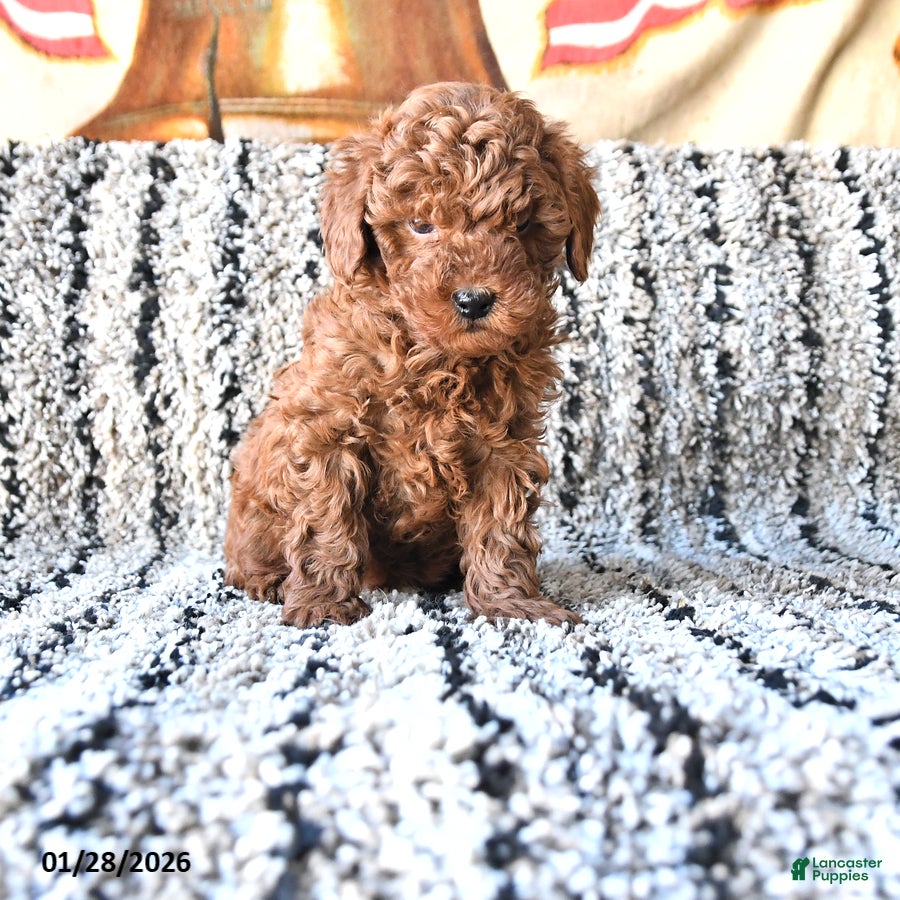 Toy Poodle dogs Otto - Ad 24