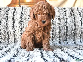 Toy Poodle dogs Otto - Ad 24