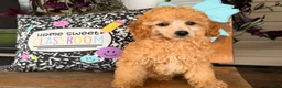 Toy Poodle dogs for sale: Madrick  - Ad 4