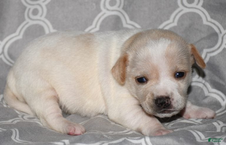 Rat Terrier dogs Biscay - Ad 2