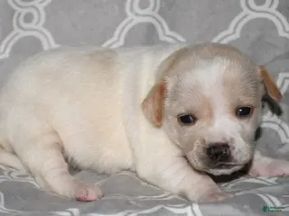 Rat Terrier dogs Biscay - Ad 5