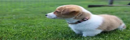 Welsh Corgi Pembroke dogs for sale: Shophie  - Ad 9