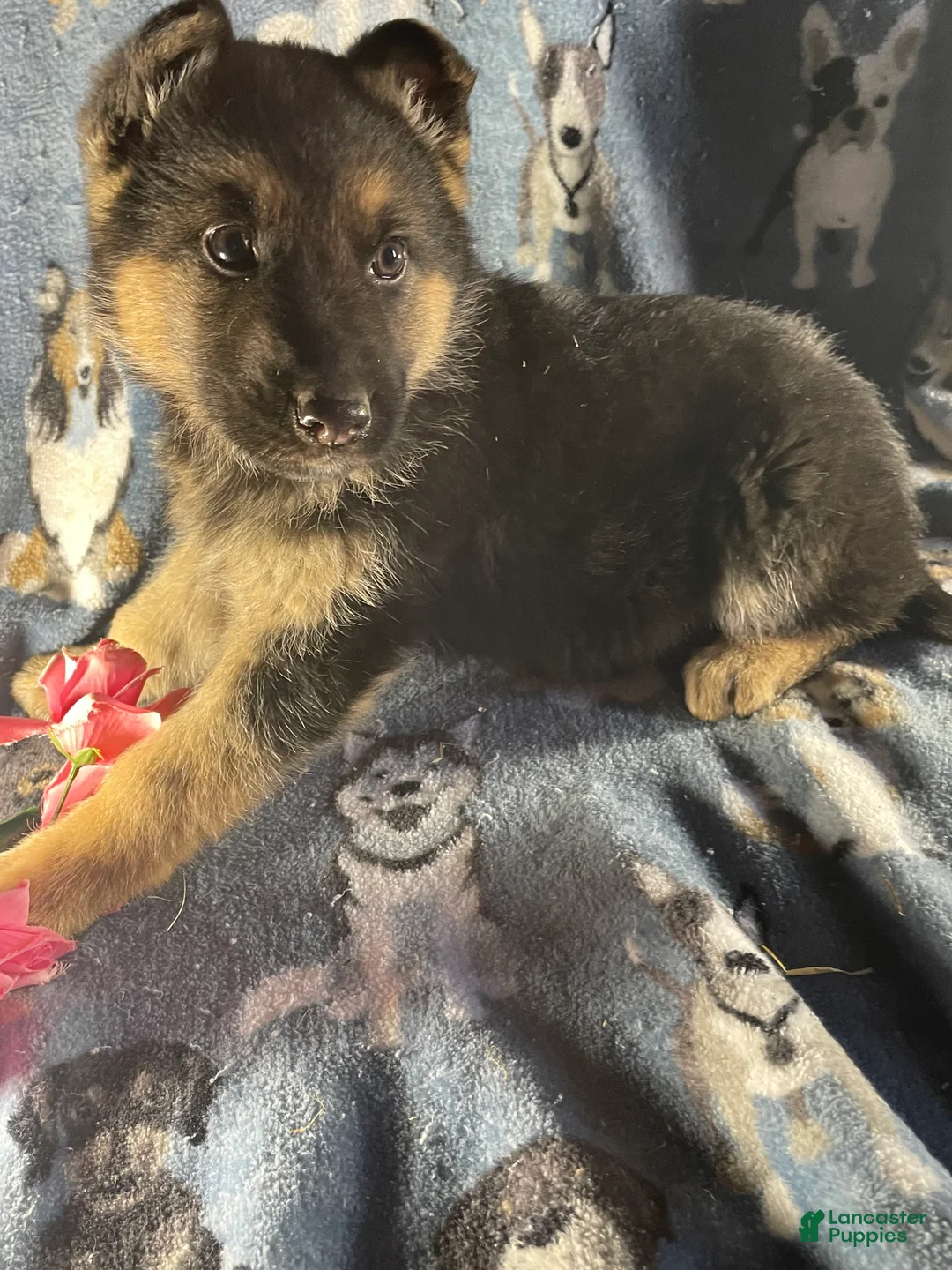 German Shepherd dogs for sale: Max - Ad 3