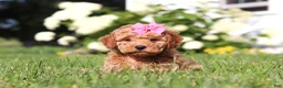 Cavapoo dogs for sale: Millie - Ad 4