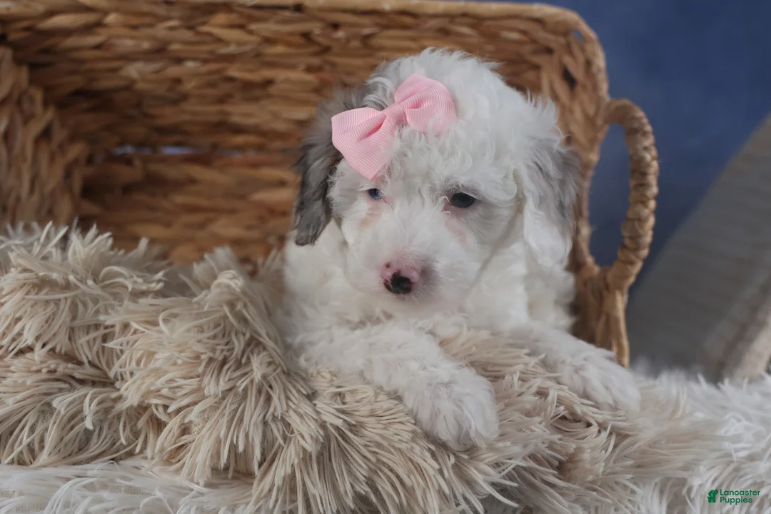 Miniature Poodle dogs for sale: Riley - Ad 15