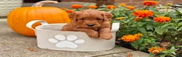 Goldendoodle dogs for sale: Chai - Ad 18