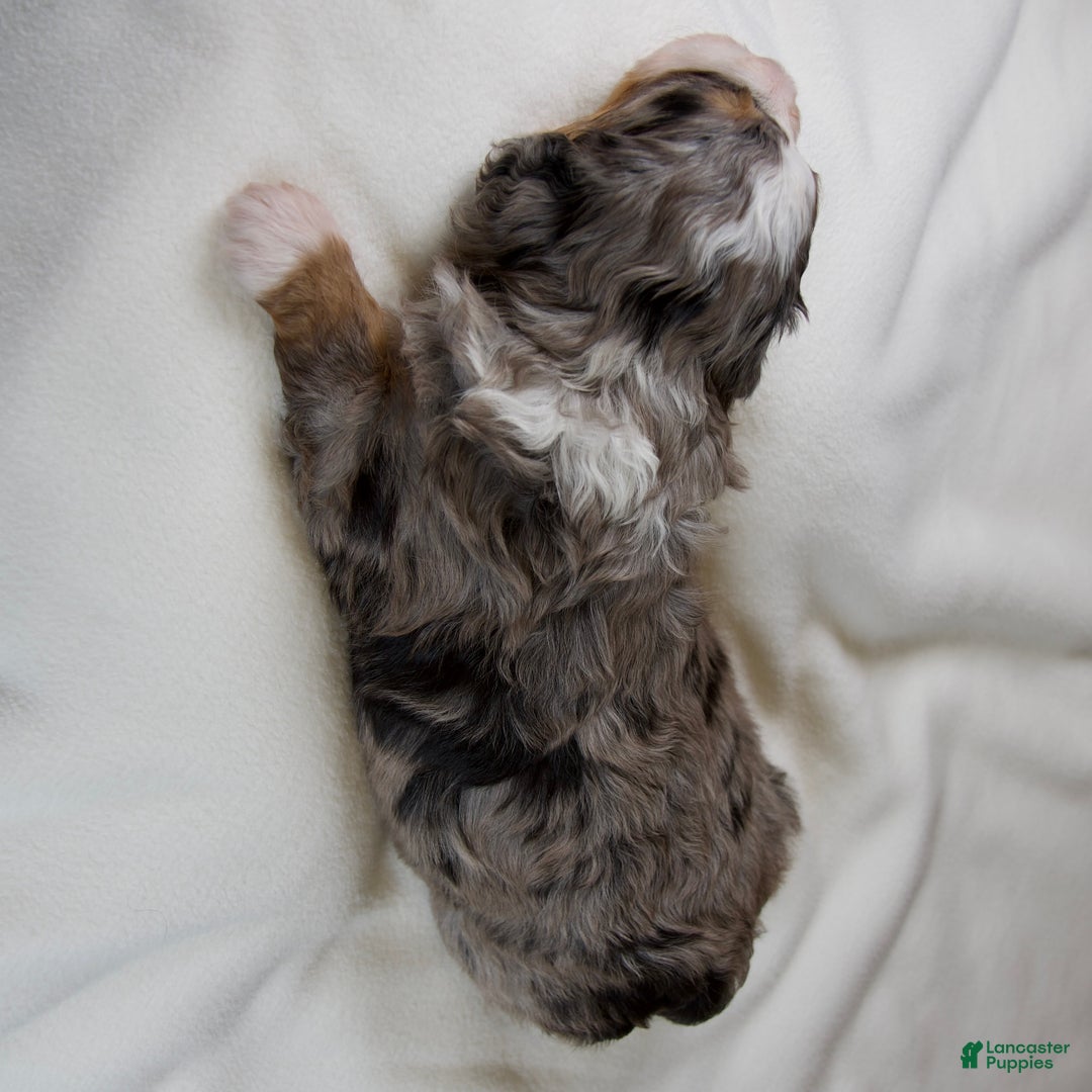 Mini Bernedoodle dogs for sale: Mercy Girl - Ad 7