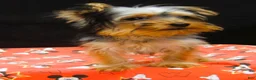Yorkshire Terrier dogs for sale: Yorkshire Terrier 2 - Ad 9