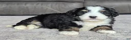 Mini Bernedoodle dogs for sale: Mini Poppy - Ad 4