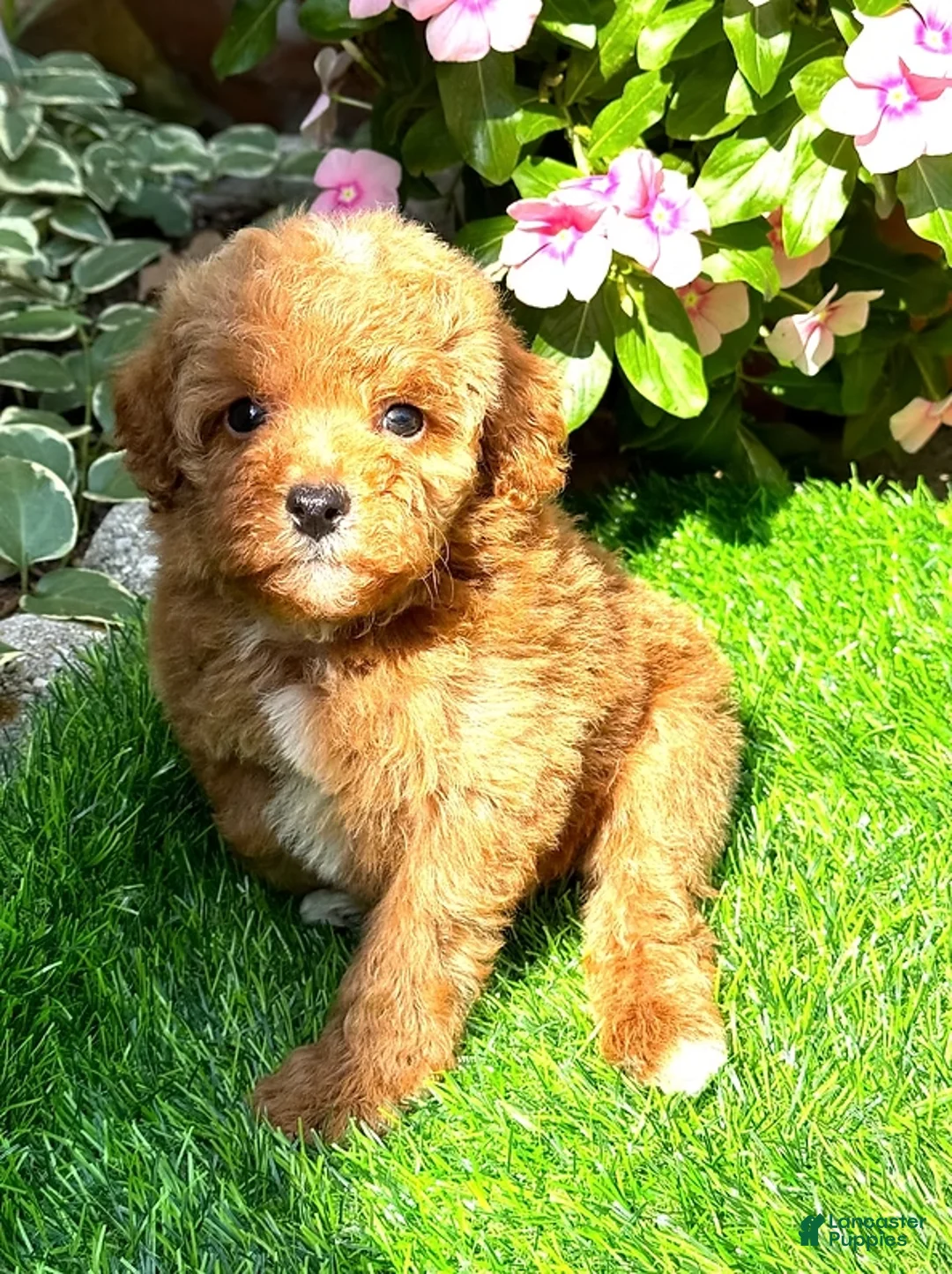 Toy Poodle dogs for sale: Toy Poodle Puppy 1 - Ad 1