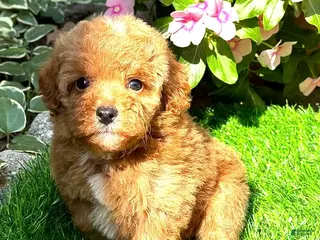 Toy Poodle dogs Toy Poodle Puppy 1 - Ad 17