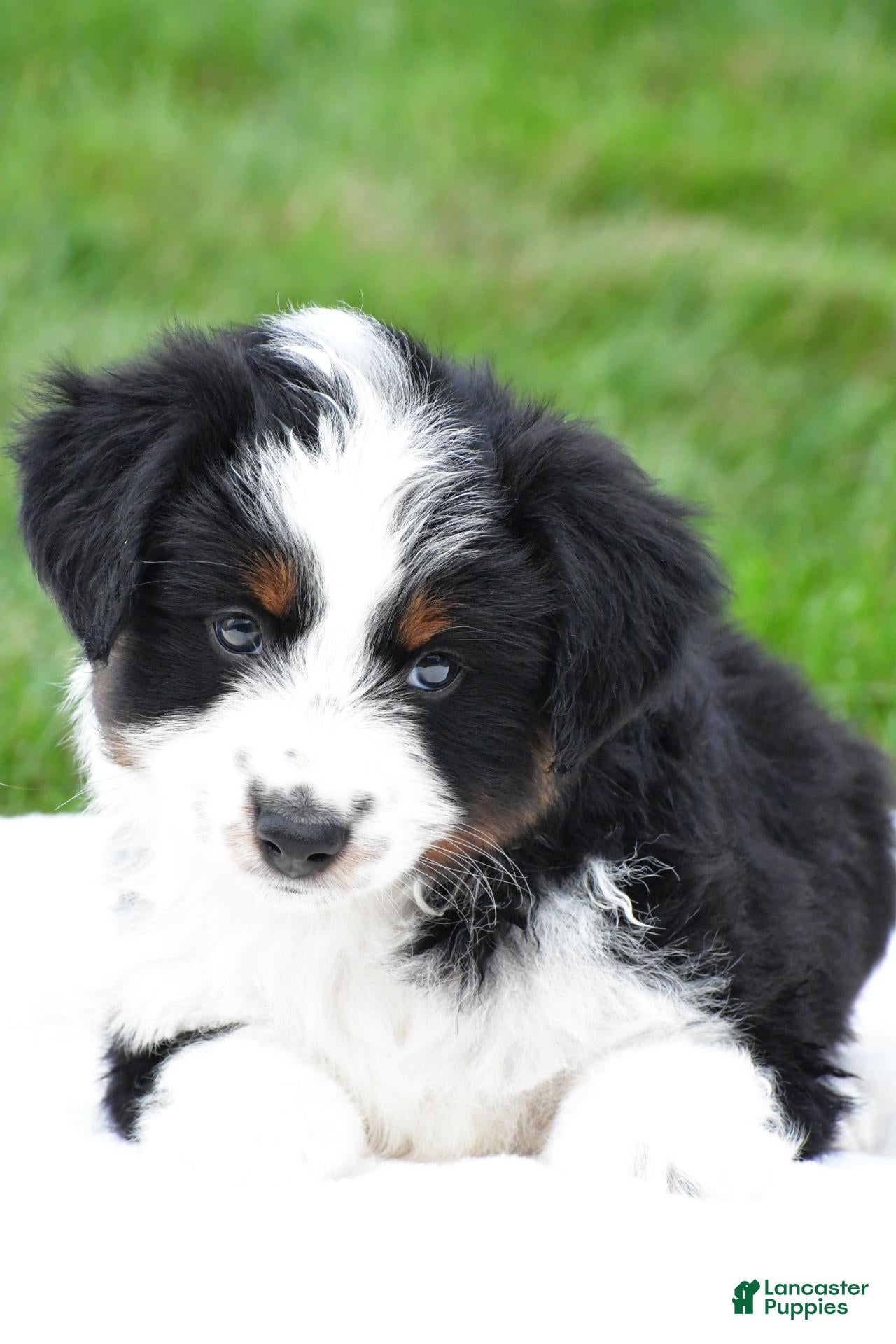 Miniature Australian Shepherd dogs Willow - Ad 2