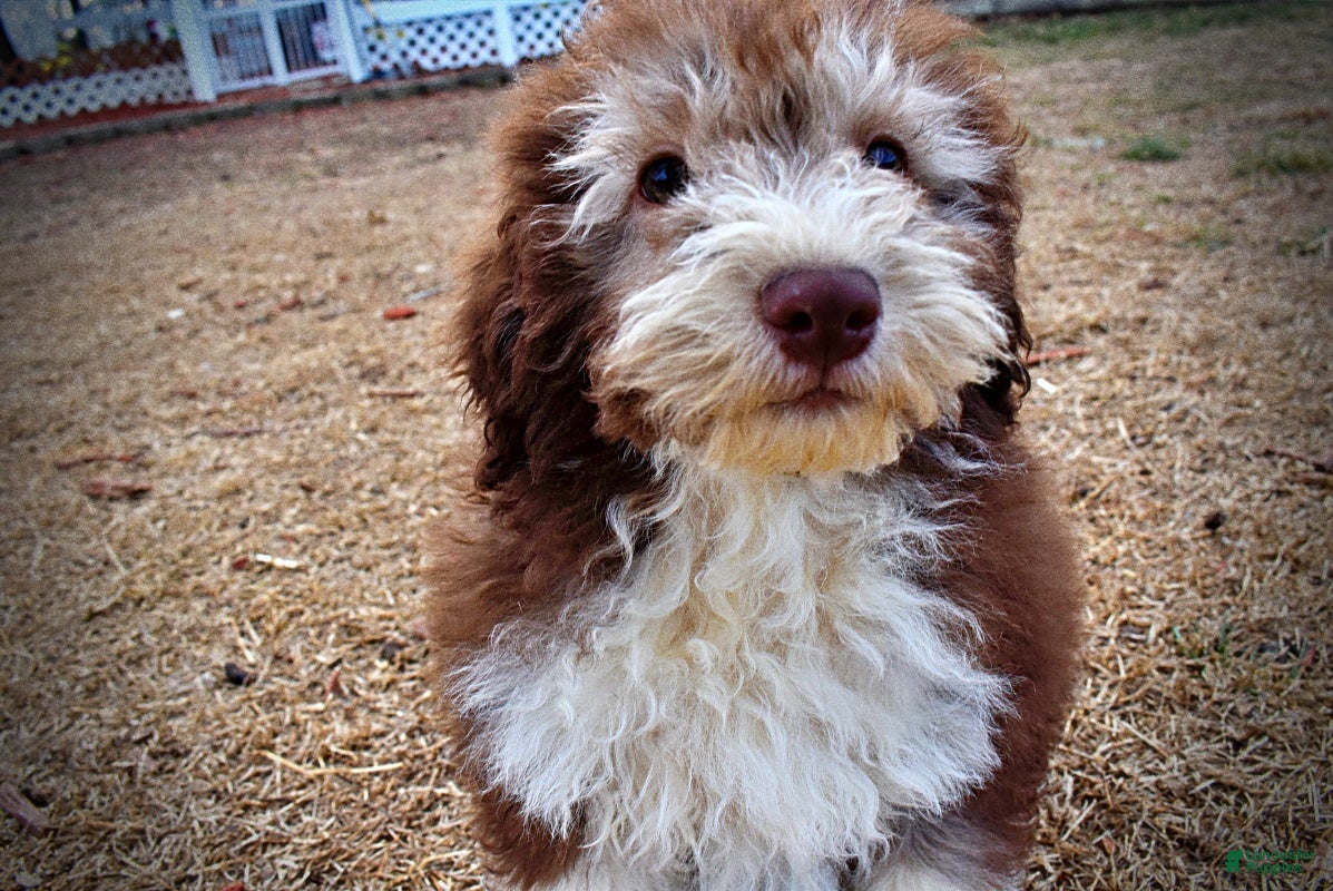 Havapoo dogs Whisky - Ad 28