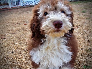 Havapoo dogs Whisky - Ad 26