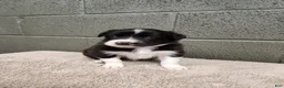 Border Collie dogs for sale: Bridget - Pure Breed Border Collie - Ad 5