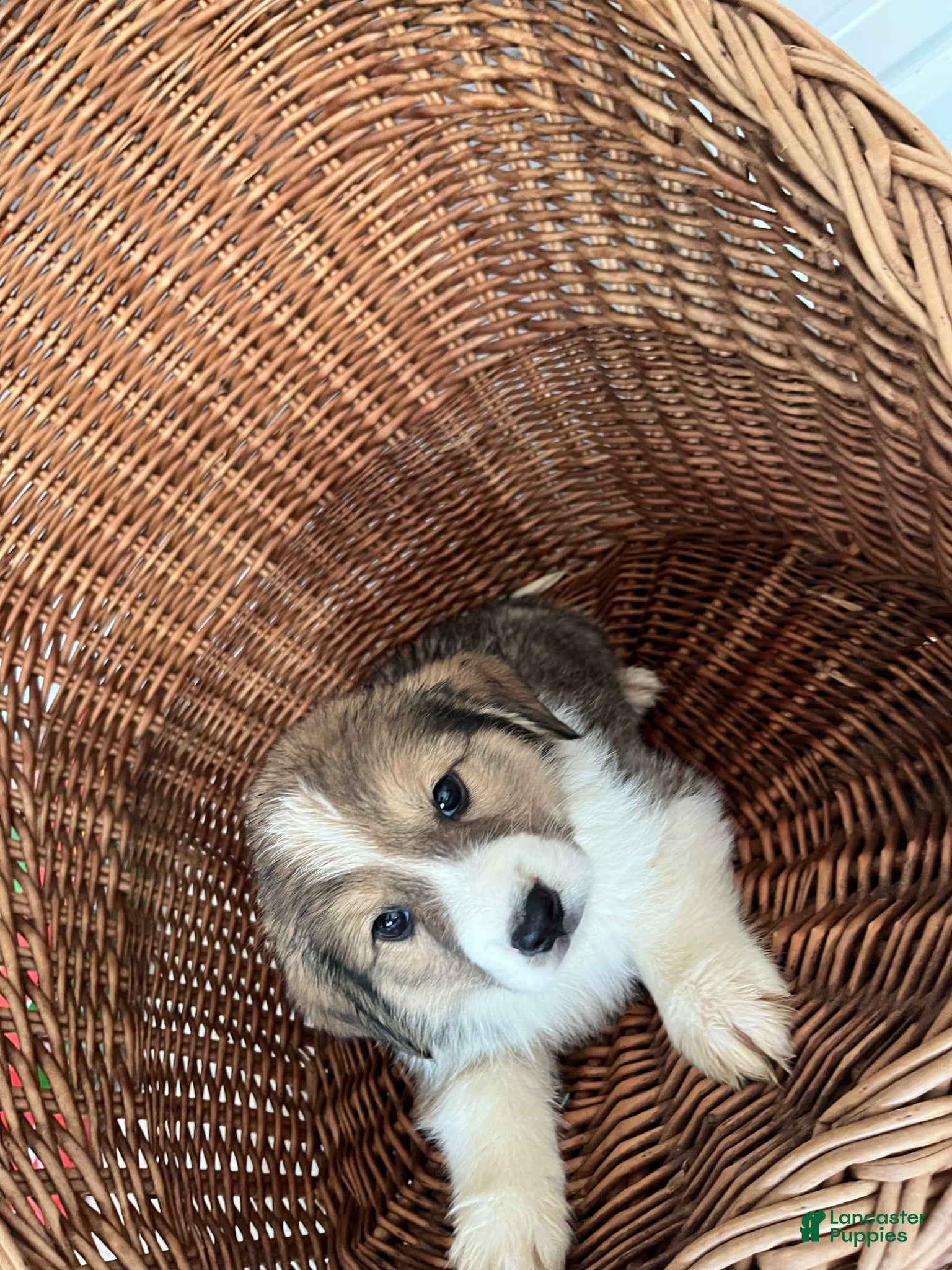 Golden Shepherd dogs Dexter - Ad 2