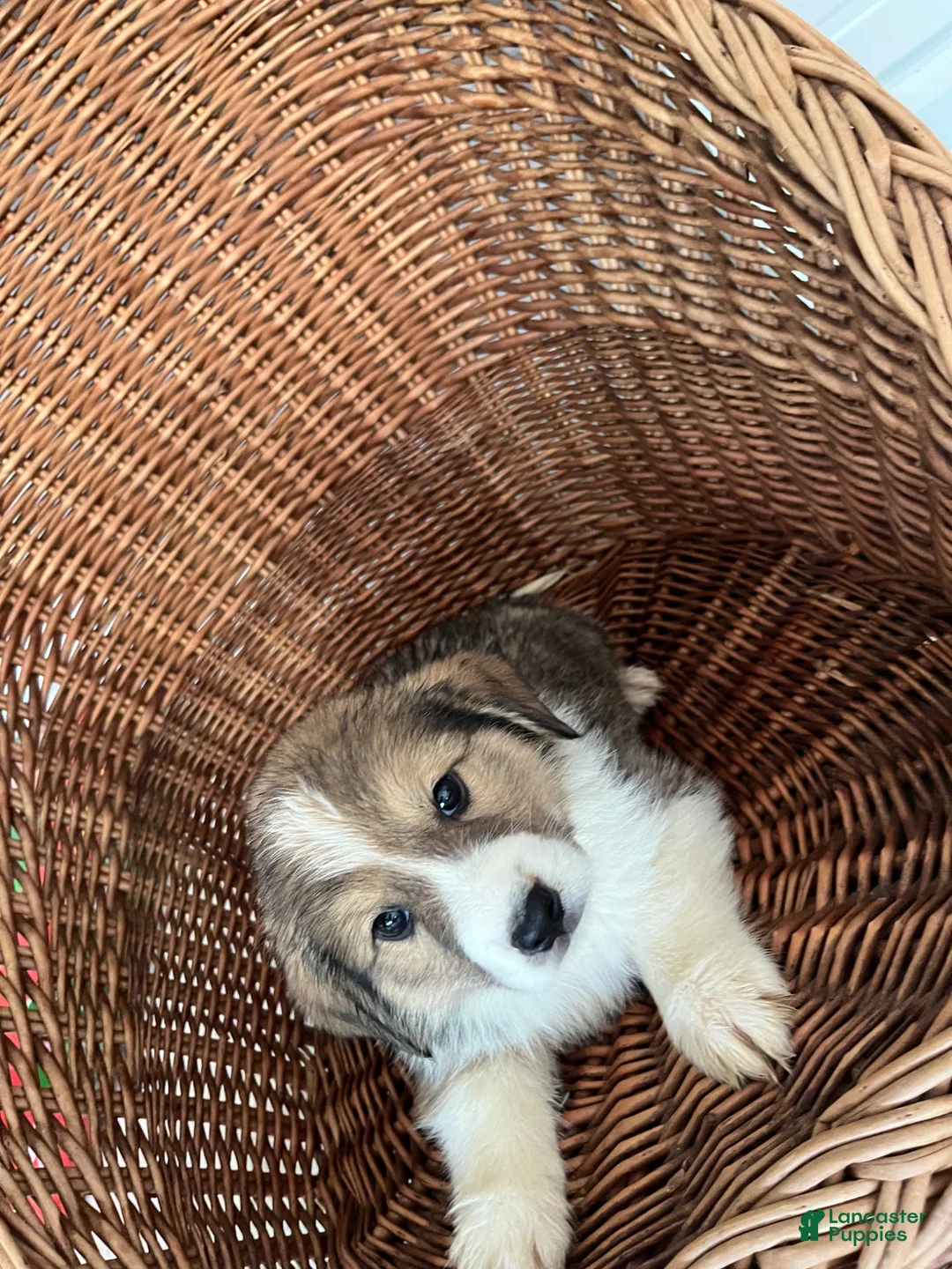 Golden Shepherd dogs for sale: Dexter - Ad 2