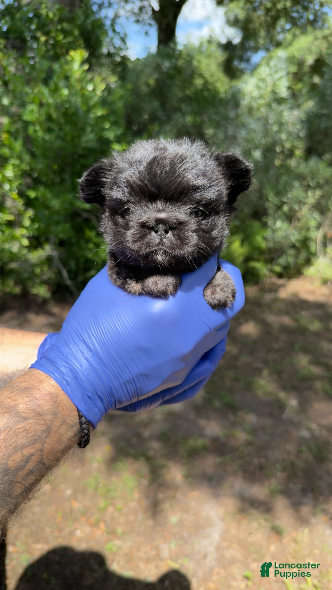 French Bulldog dogs for sale: Frenchie fluffy female - Ad 2