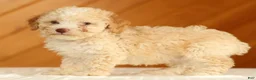 Toy Poodle dogs for sale: Dusty - Ad 4