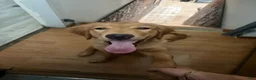 Golden Retriever dogs for sale: Prince - Ad 7
