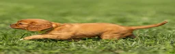Cavalier King Charles Spaniel dogs for sale: Dallas Cavalier King Charles Spaniel  - Ad 2