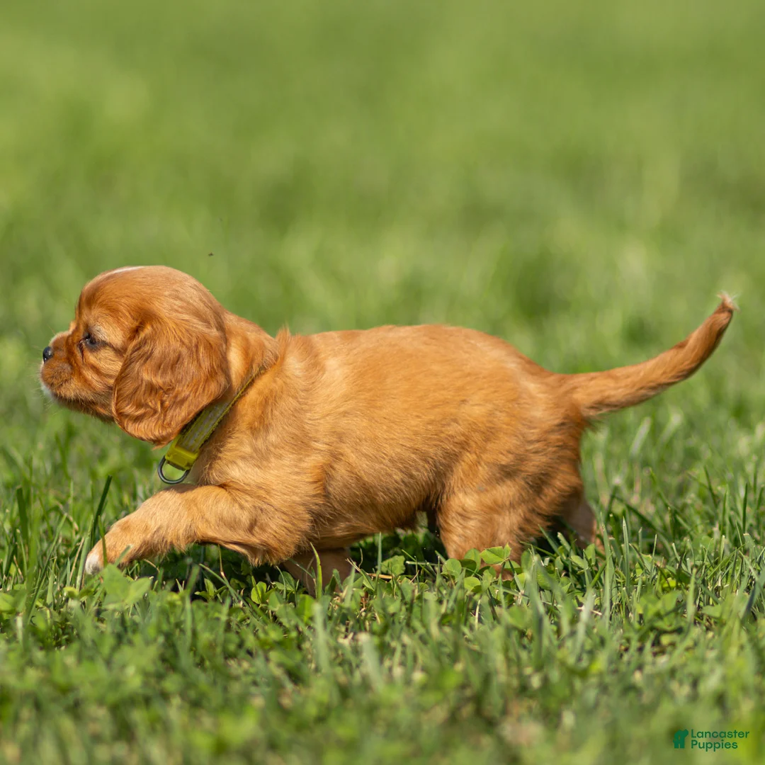 Cavalier King Charles Spaniel dogs for sale: Dallas Cavalier King Charles Spaniel  - Ad 2