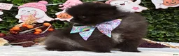 Pomeranian dogs for sale: Chip BLACK and SILVER - Ad 4