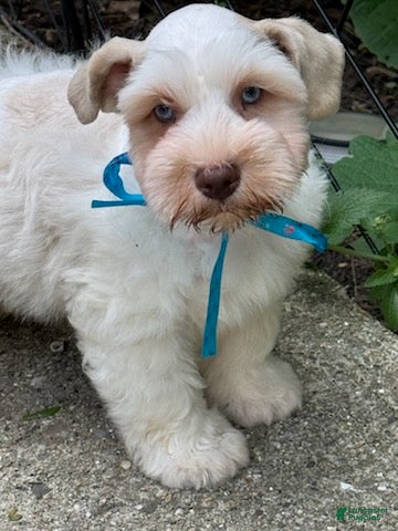 Schnauzer dogs Frost - Ad 2