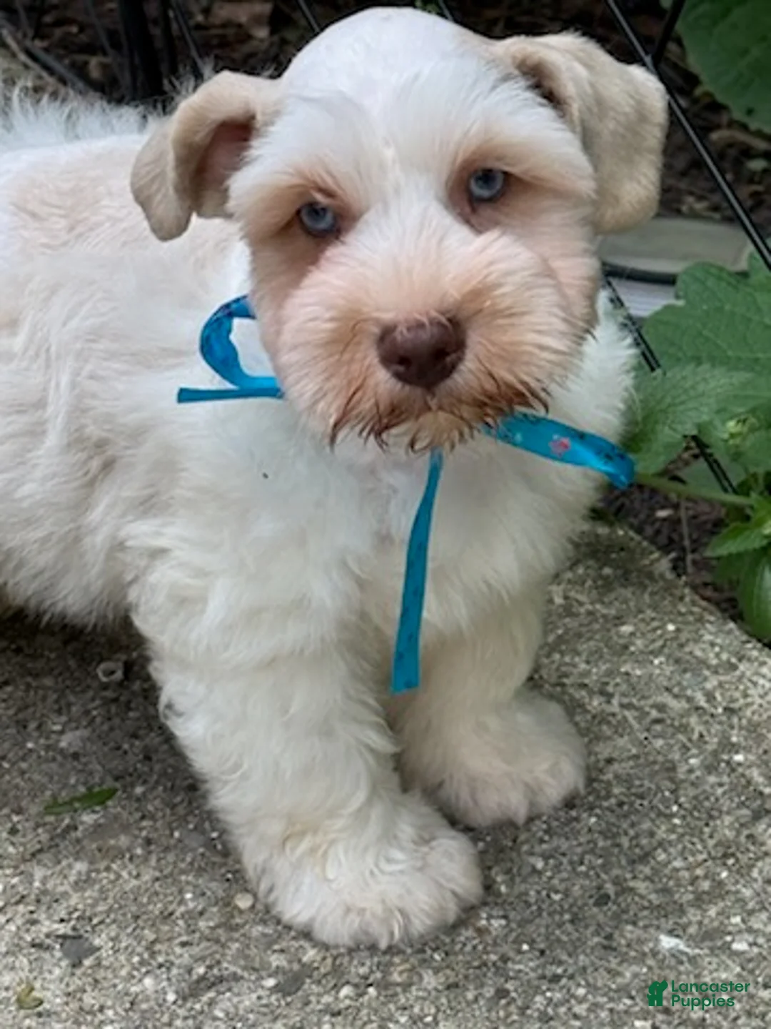 Schnauzer dogs for sale: Frost - Ad 2