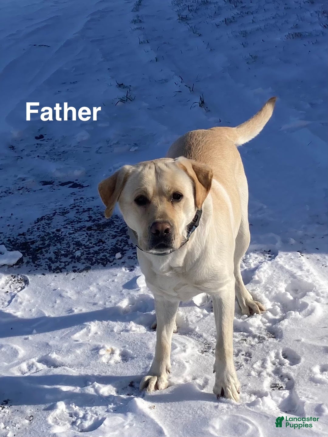 Labrador Retriever dogs for sale: Margie - Ad 6