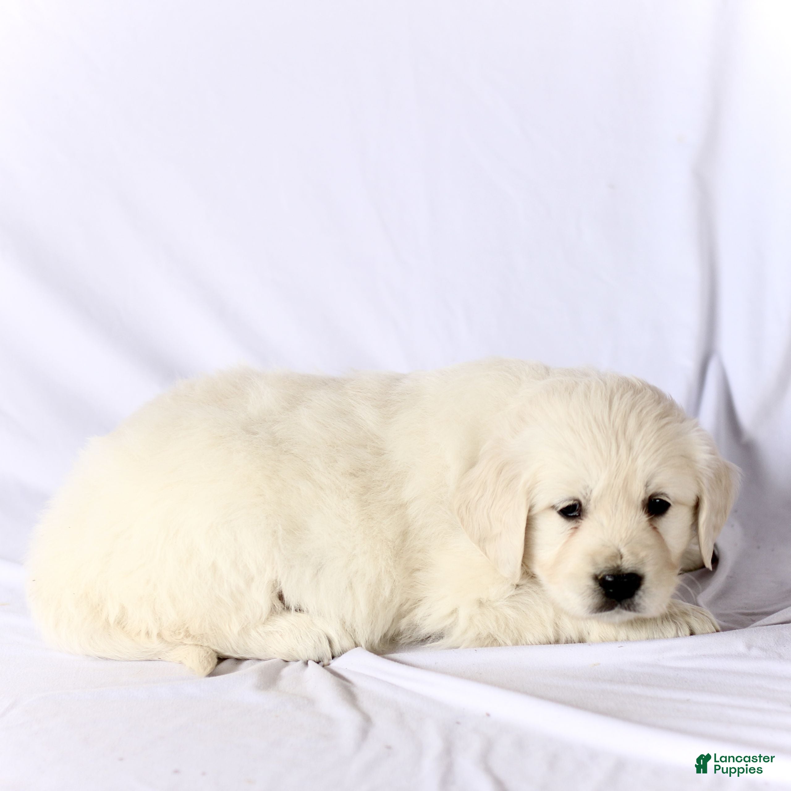 Golden Retriever dogs Sophie  - Ad 2