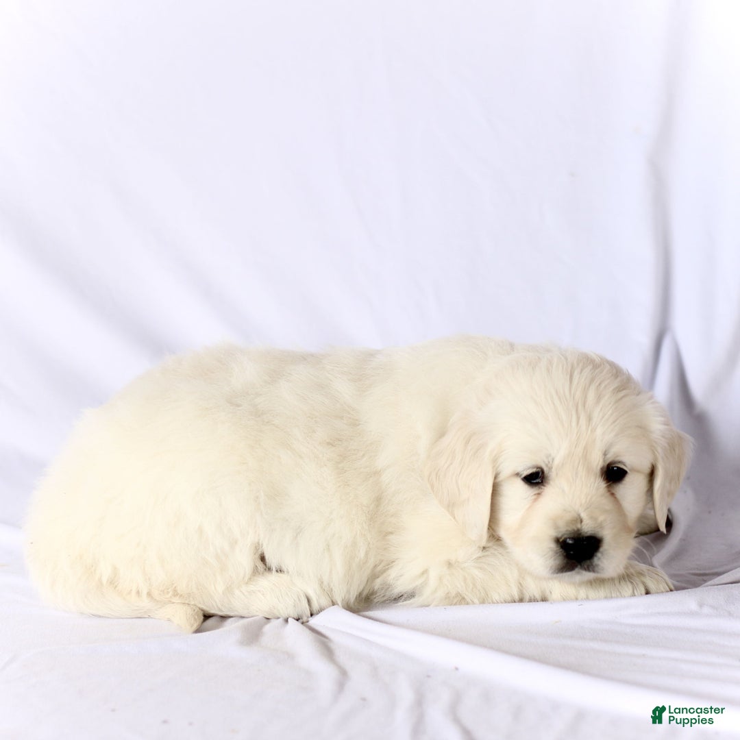 Golden Retriever dogs for sale: Sophie  - Ad 2