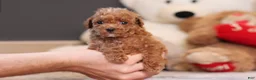 Miniature Poodle dogs for sale: Vince - Ad 2