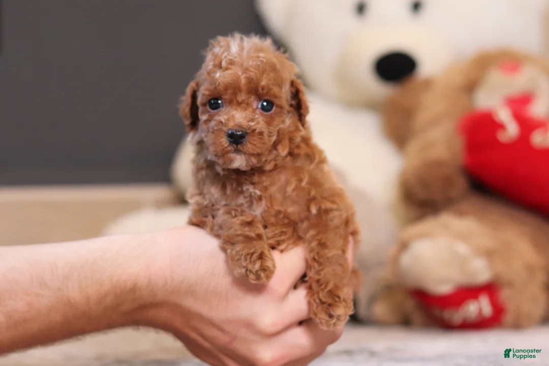 Miniature Poodle dogs for sale: Vince - Ad 2