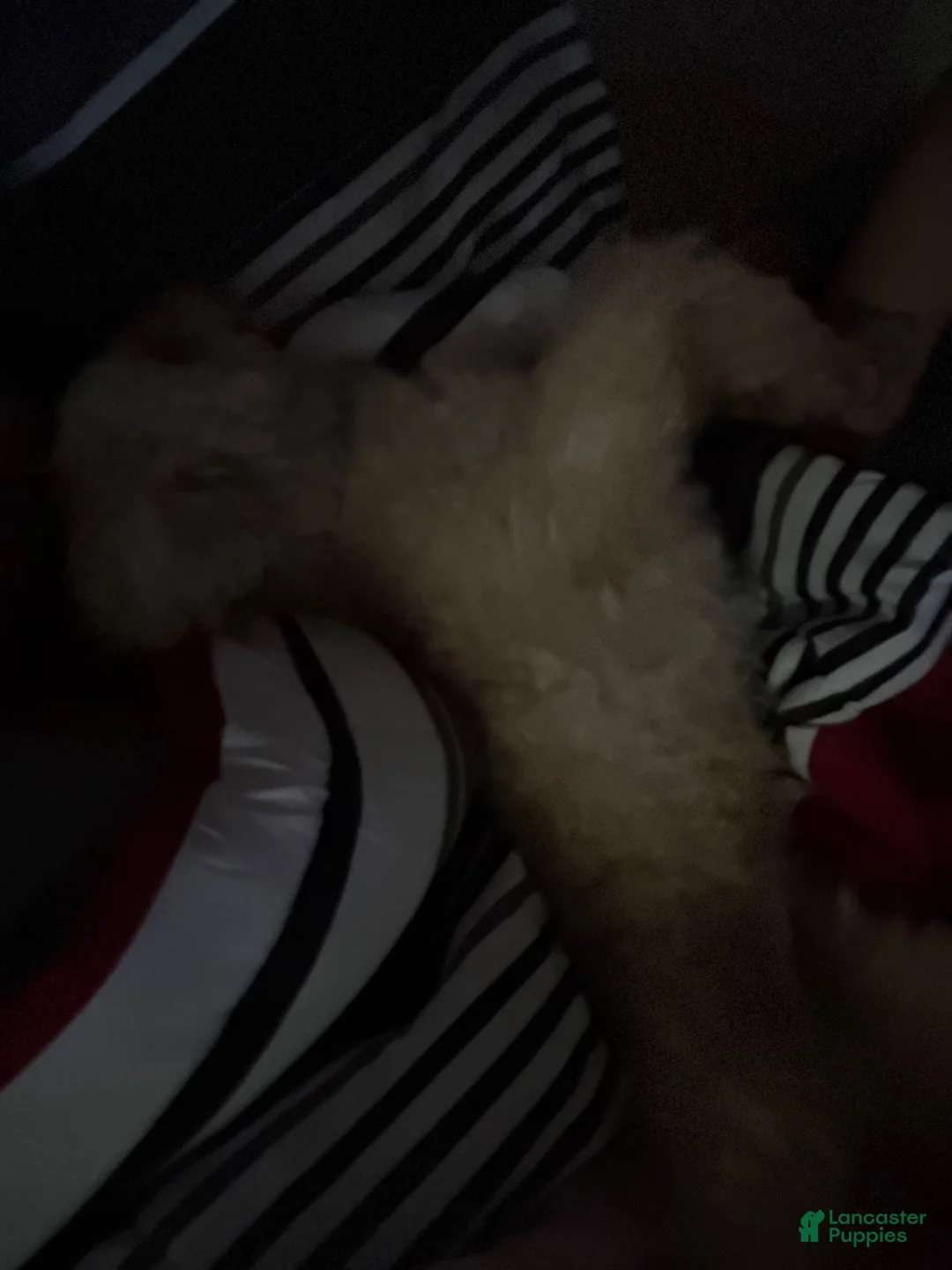 Cockapoo dogs for sale: Kingston  - Ad 2
