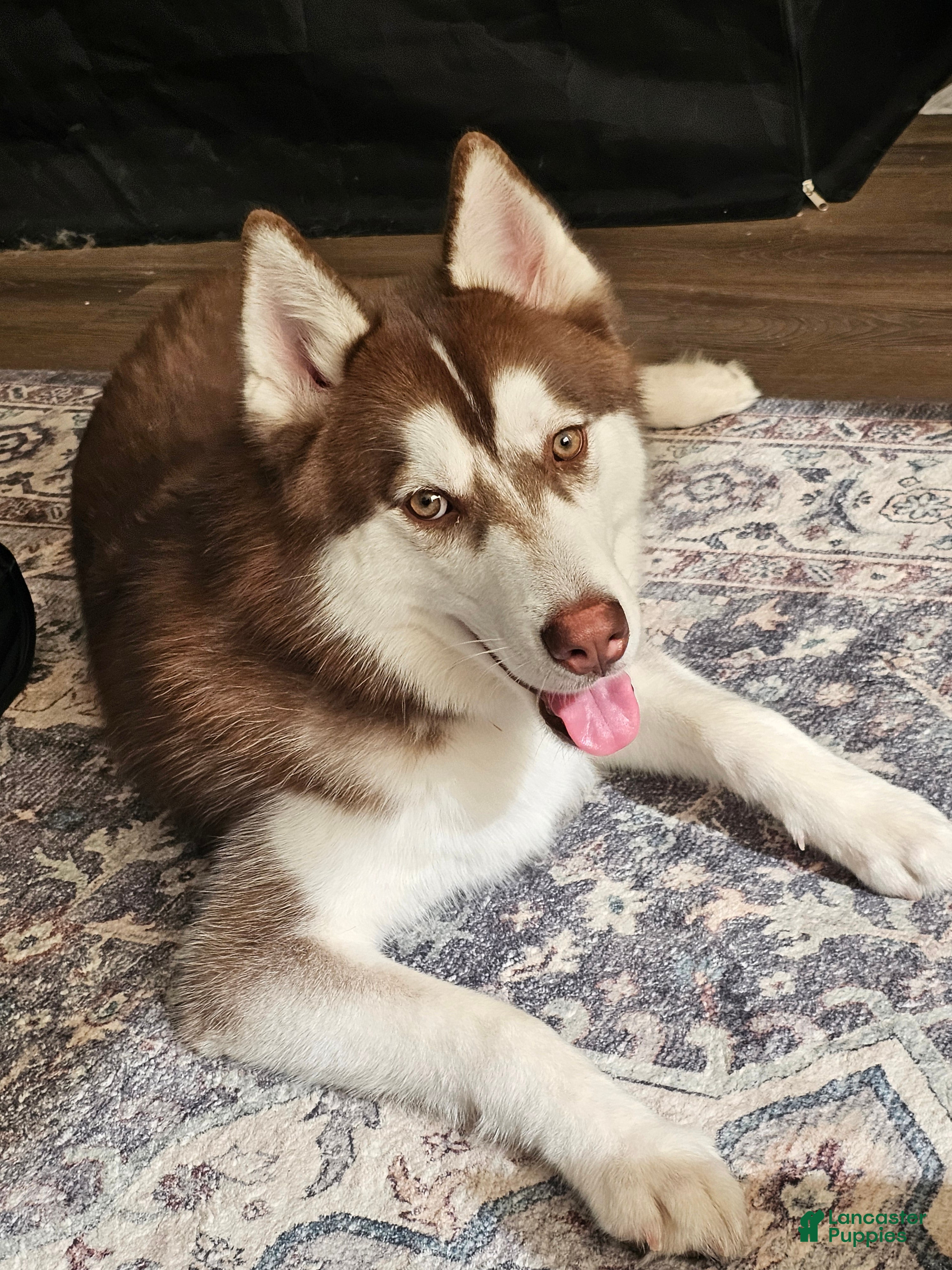 Siberian Husky dogs for sale: Phoenix - Ad 34